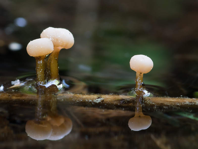 Cudoniella clavus